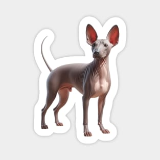 American Hairless Terrier Magnet