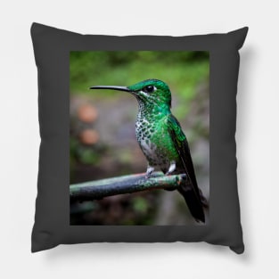 Green-crowned brilliant hummingbird Pillow