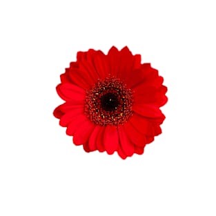 Red Gerbera daisy Flower T-Shirt