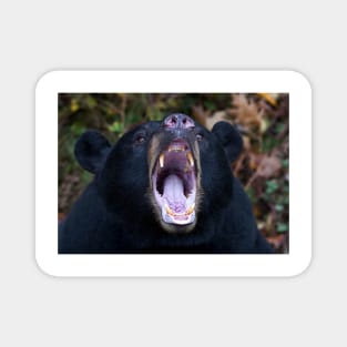 "I am not Yogi!!!" - Black Bear Magnet