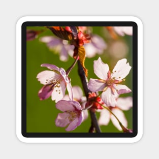 Cherry Blossom Magnet