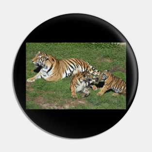 Tigers Pin