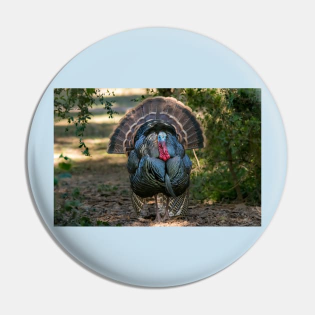 Displaying Wild Turkey Pin by Debra Martz