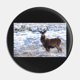 Wild Stag in the snow on a derbyshire moor Pin