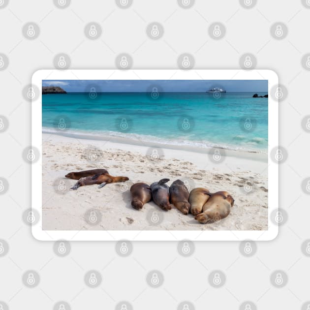 Sea Lions Resting on Galapagos Beach Magnet by SafariByMarisa