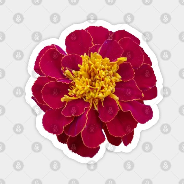 Red Marigold Floral Photo Magnet by ellenhenryart