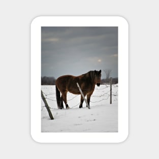 Horse in Winter Magnet