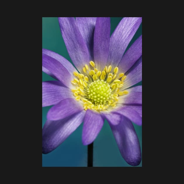 Spring Anemone by SharonJ