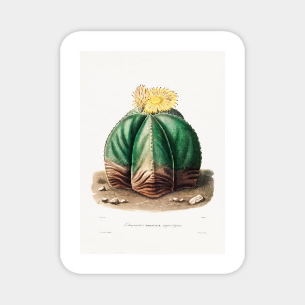 Bishop's Cap Cactus (Astrophytum Myriostigma) from Iconographie descriptive des cactées by Charles Antoine Lemaire (1801–1871) Magnet by Elala