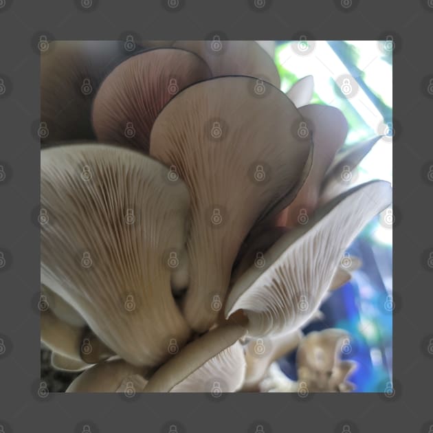 Oyster Mushroom Gills by World Harvest