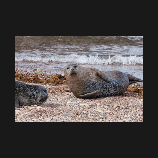 Two common seals at Portgordon Scotland by dianecmcac