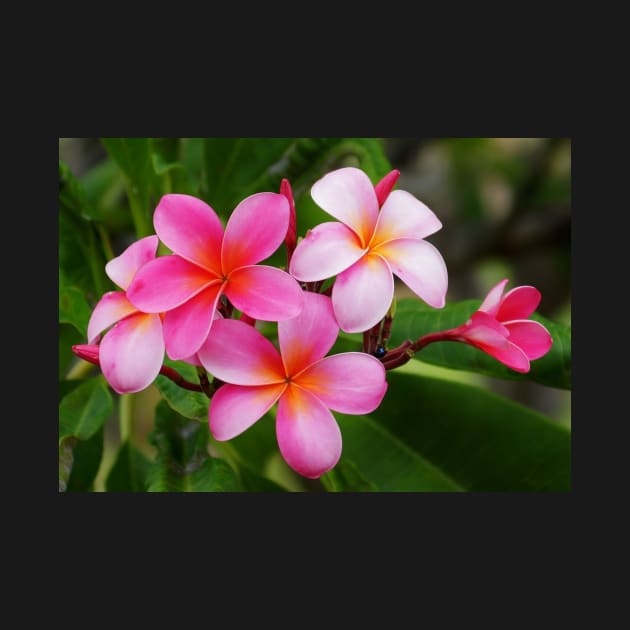 Kailua Kona Pink Plumeria by PixDezines