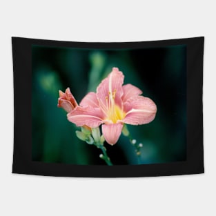 Daylily (Hemerocallis) Tapestry