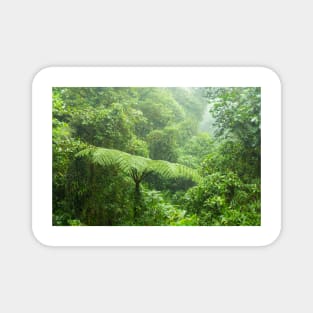 Misty rainforest in Monteverde cloud forest reserve Magnet