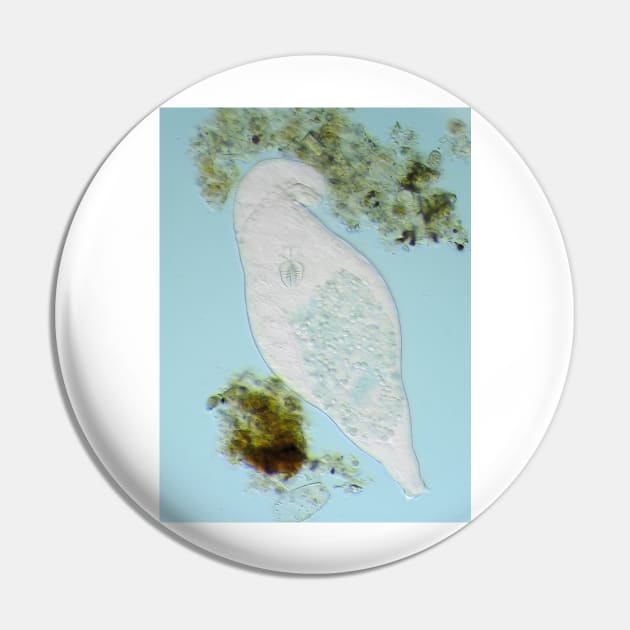 Bdelloid rotifer under the microscope Pin by SDym Photography