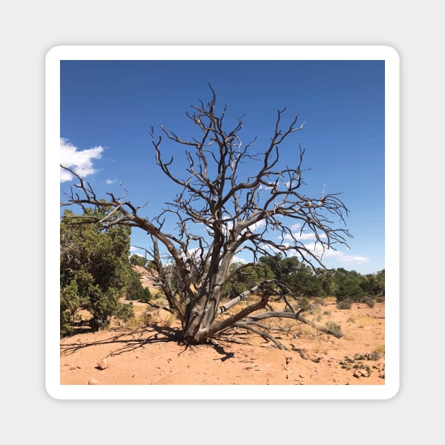 Desert Tree Magnet by hobrath