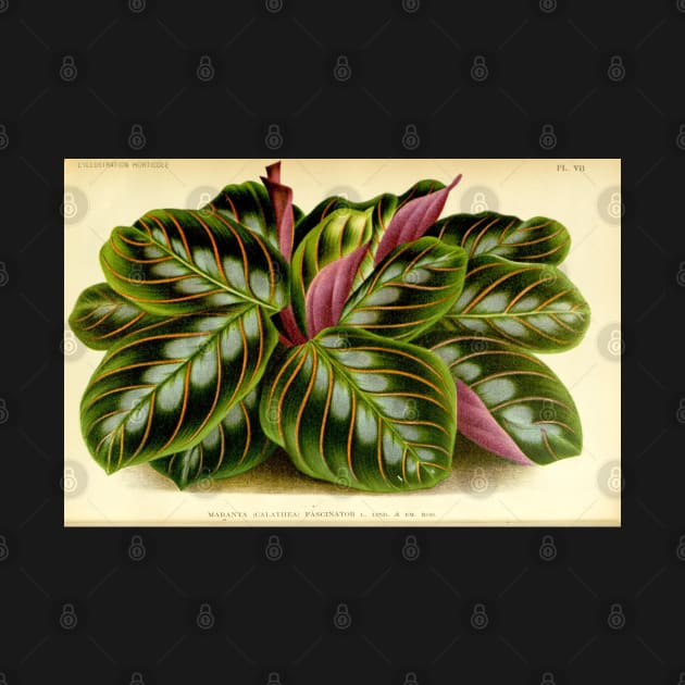 Maranta leuconeura - Botanical illustration by chimakingthings