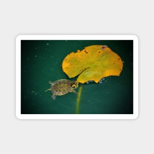 Baby Turtle And Lily Pad Magnet