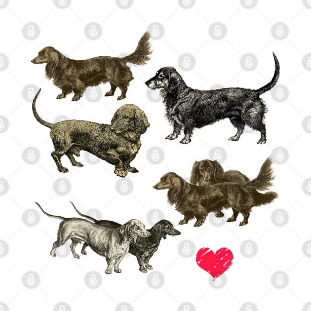 I LOVE DACHSHUNDS by Biophilia