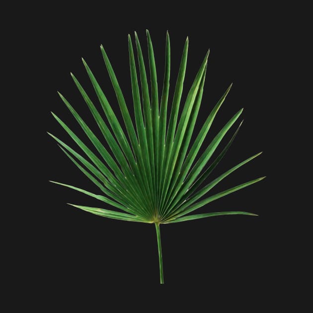 Simple Palm Leaf Geometry by micklyn