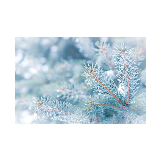 Snowy Winter Evergreen Forest Branches by Amy-K-Mitchell