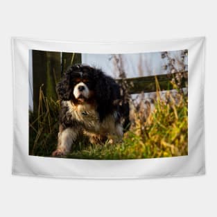 Cavalier King Charles Spaniel out walking Tapestry