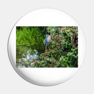 Honolulu of black-crowned night heron Pin