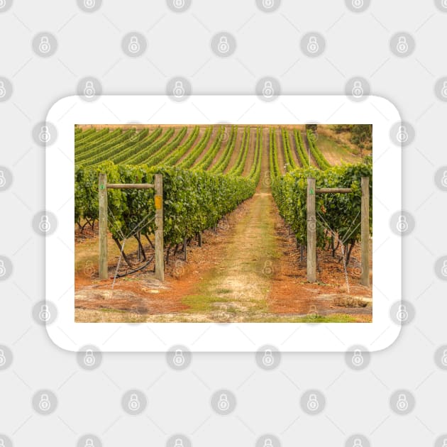 Vineyard Magnet by fotoWerner