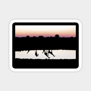 Reflection of South African Giraffes at Sunset Magnet