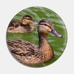 Mother Mallard Duck With Its Baby Pin