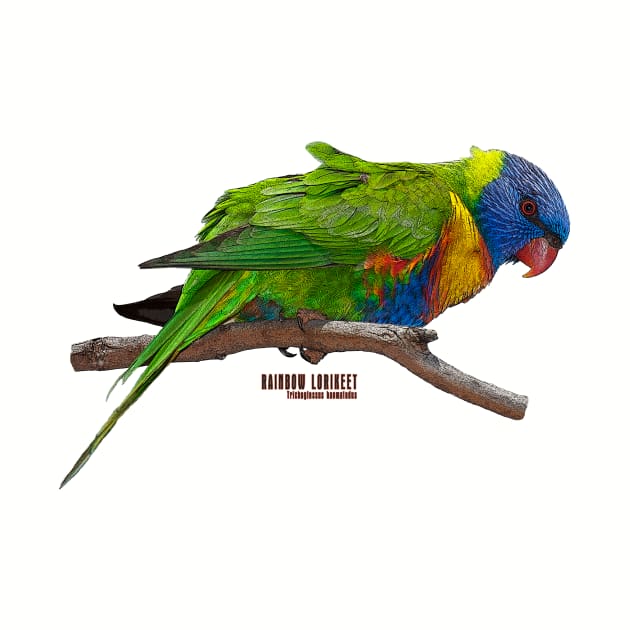 Rainbow Lorikeet_03C by seadogprints