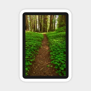 Redwood Forest Path Magnet