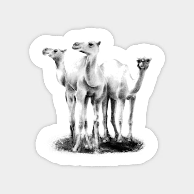 Trio of camels Magnet by rainetteillus