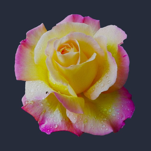 Pretty Yellow and Pink Rose by Clarescreations.uk