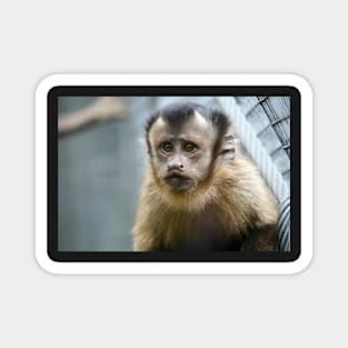 Capuchin Monkey Magnet