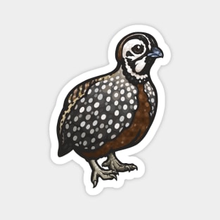 Montezuma Quail Magnet