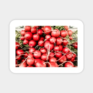 Radishes 1 Magnet