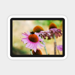 Echinacea Purpurea with Bee Magnet