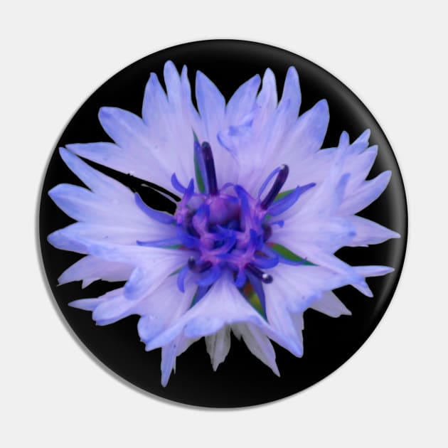 Cornflower Pin by Nicole Gath Photography