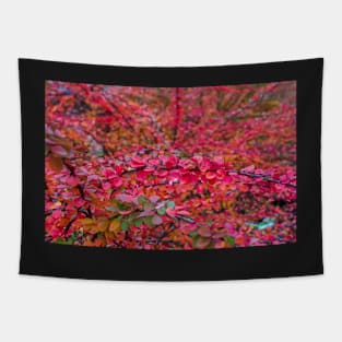 Red green barberry leaves in autumn Tapestry