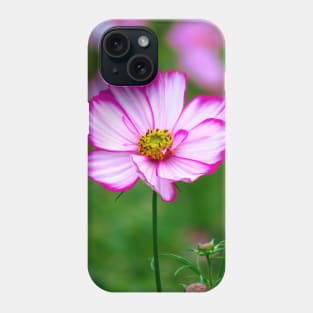 pink cosmosflowers on a flower meadow, bloom, floral Phone Case