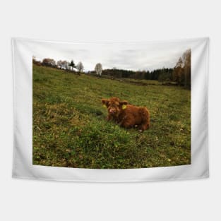 Scottish Highland Cattle Calf 1571 Tapestry