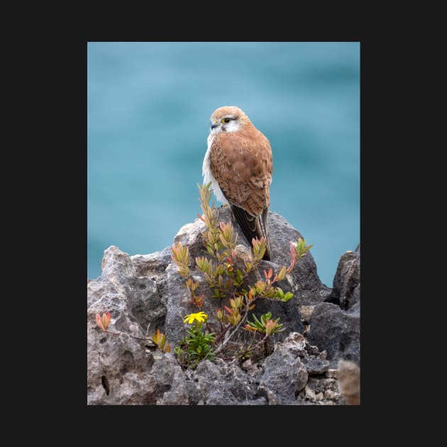 Nankeen Kestrel, Australian Bird Of Prey by AndrewGoodall