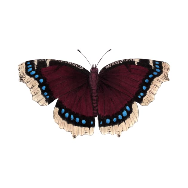 Mourning Cloak by JadaFitch