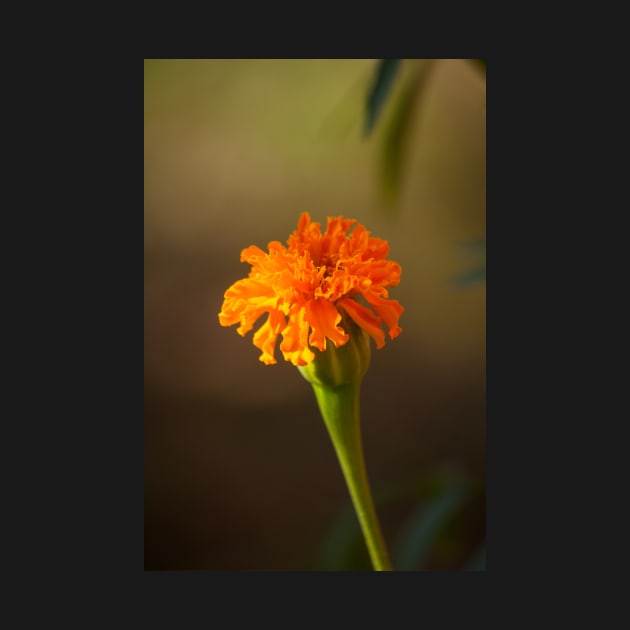 Marigold IV by Jacquelie