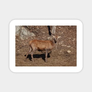 Red Deer Magnet