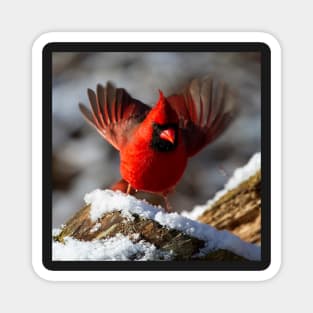 Cardinal Inspirational Signs & Symbols Gifts Magnet