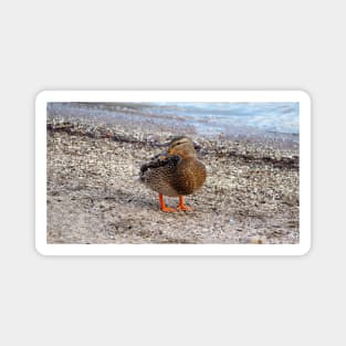 Female Mallard Duck On a Beach Magnet