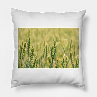 Common Wheat Pillow