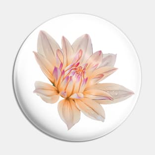 Peach Pink Melody Dora Dahlia Flower Illustration Pin